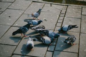 Bird Proofing Sydney